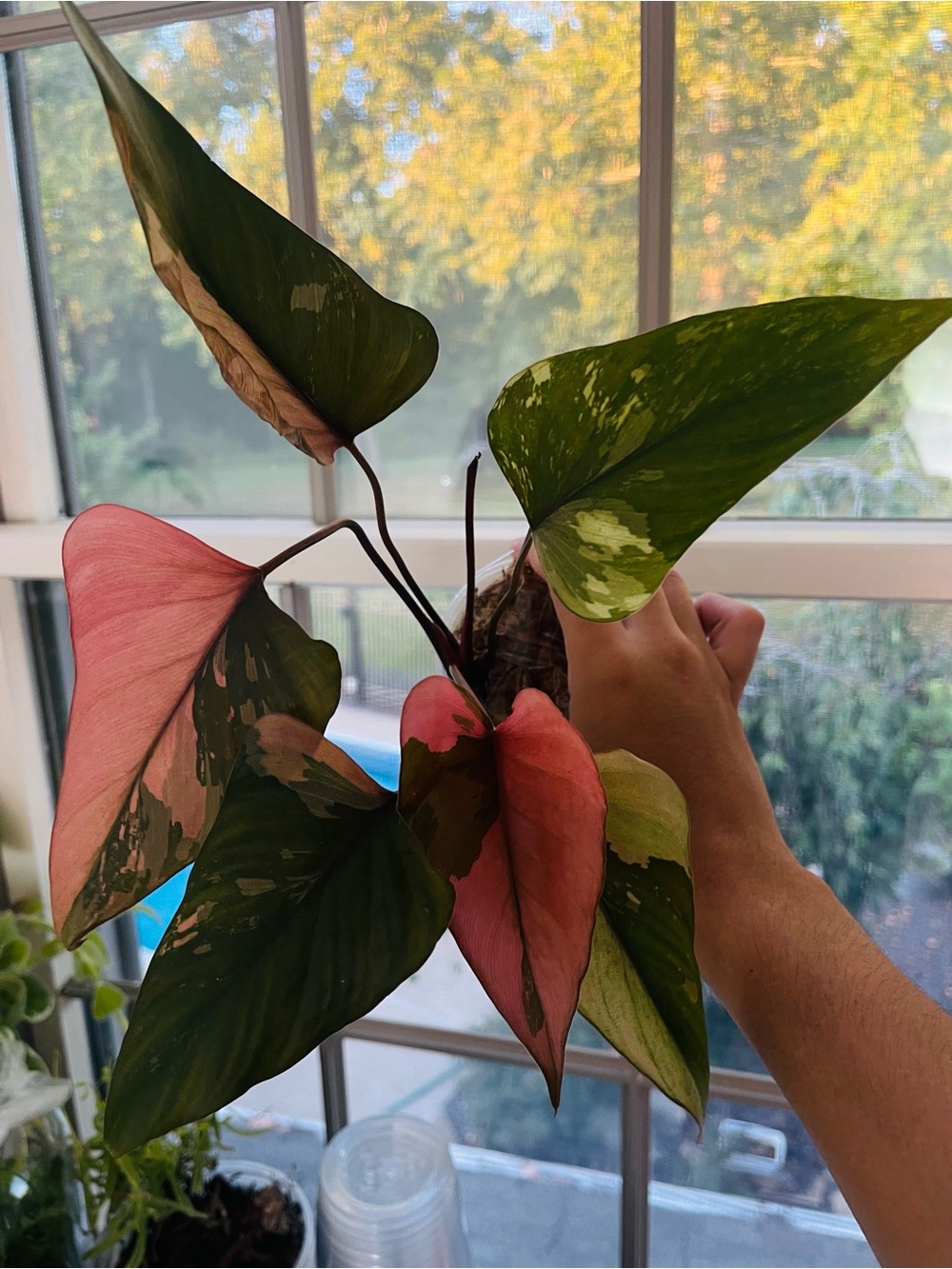 Homalomena Pink Diamond 3-5 leaves Growers Choice